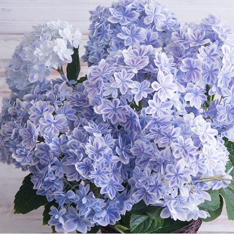 花都之韵 新品绣球花苗 盆栽阳台庭院绿植花卉 中苗合集 - 图2