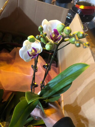 双剑蝴蝶兰年宵花带花苞盆栽四季开花花期长室内兰花卉包邮礼品 - 图3