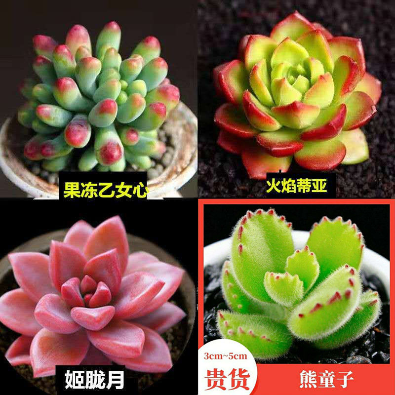 多肉多肉植物组合盆栽植物花卉 热品库 性价比省钱购 多肉多肉植物组合盆栽植物花卉 热品库 性价比省钱购