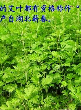 手工蕲艾沐浴包艾叶艾草产妇宝宝