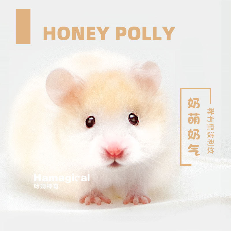 卷毛蜜波利金丝熊仓鼠长毛波利纹熊肉桂波包活好养大体宠物金丝鼠,淘宝优惠券,粉丝福利购,淘宝优惠卷