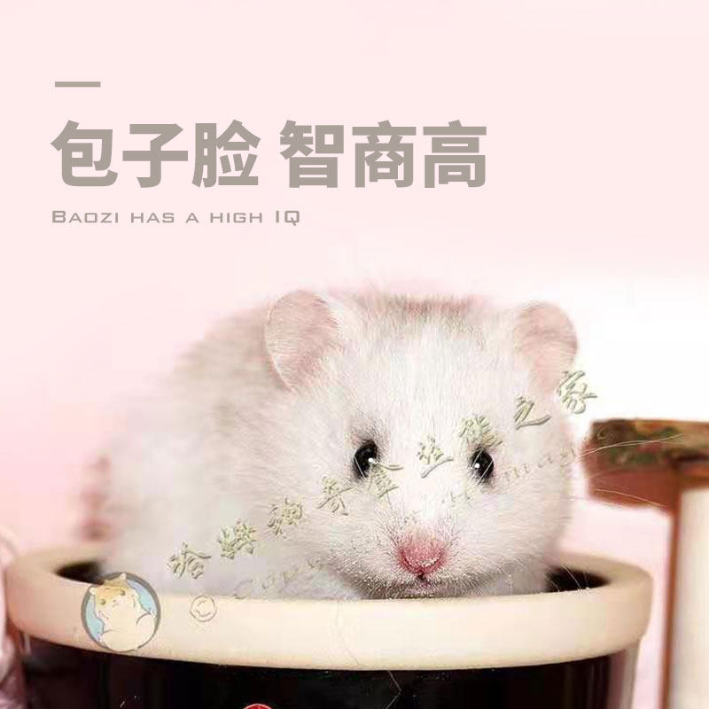 长毛金丝熊家养温顺纯银金丝鼠银狐健康活物包活好养活物宠物仓鼠,淘宝优惠券,粉丝福利购,淘宝优惠卷