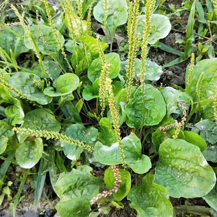 正宗新鲜野生菜车前草整株带根野菜车前子鲜货车轮菜现采现挖包邮 - 图3