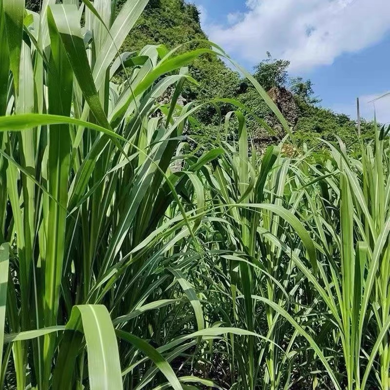 无毛甜象草3号种节巨菌草皇竹草四季多年生牧草种子高产量喂牛羊-图1