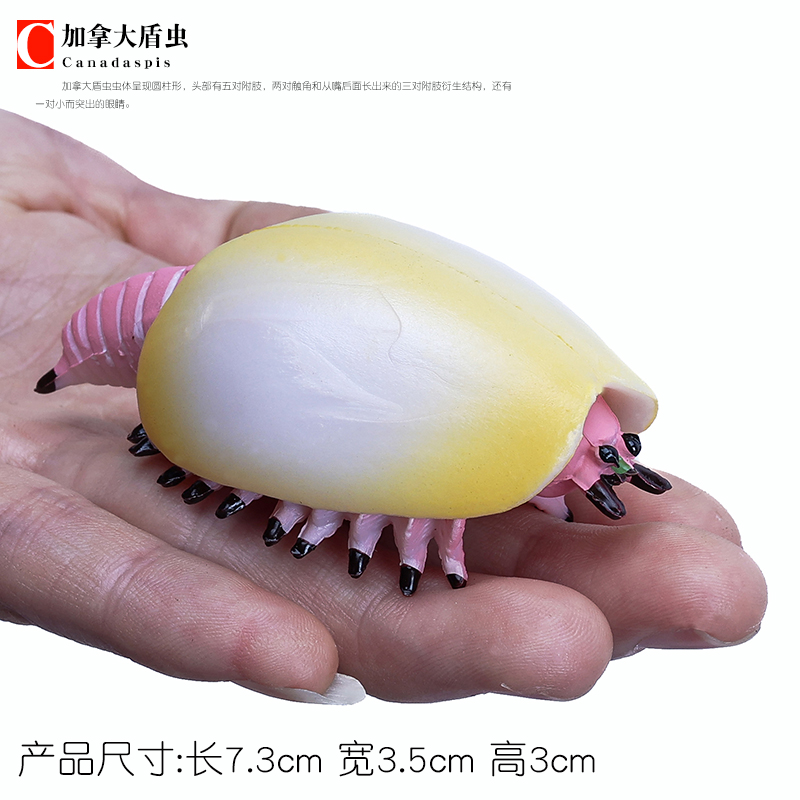 远古海洋动物模型三叶虫玩具海蝎仿真史前生物鲎儿童奇虾男孩礼物 - 图1