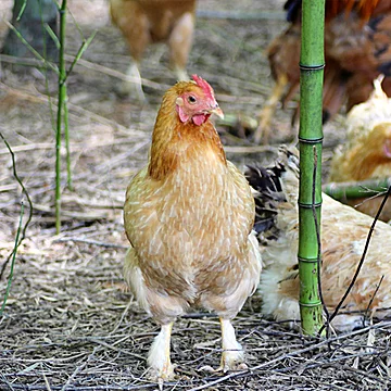 老母鸡农村土鸡新鲜鸡肉整只农家直发礼盒装[5元优惠券]-寻折猪