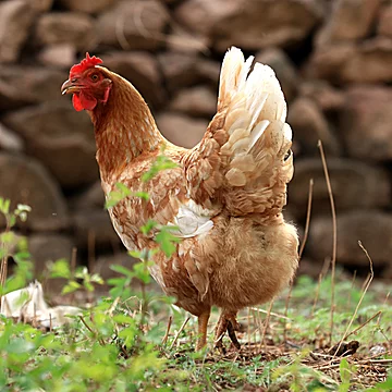 老母鸡农村土鸡新鲜鸡肉整只农家直发礼盒装[5元优惠券]-寻折猪