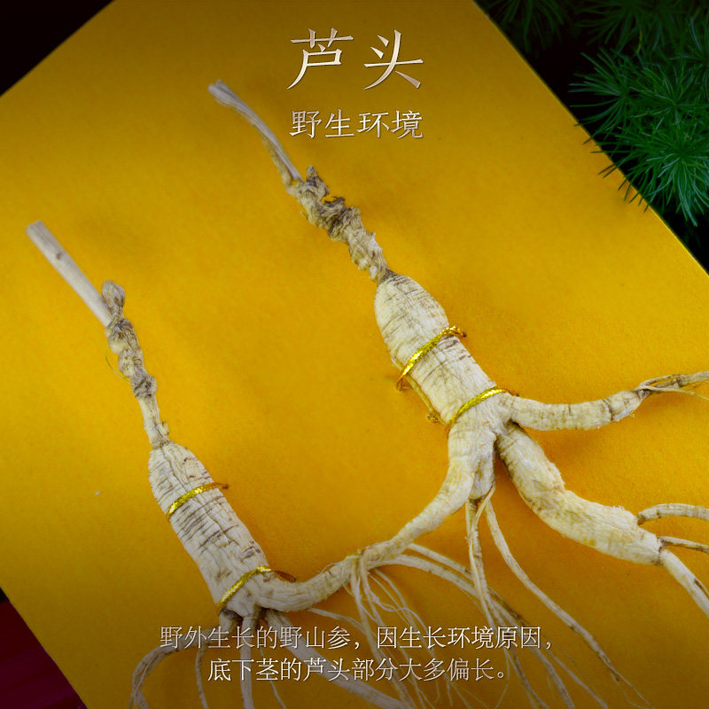  长白山人参山参