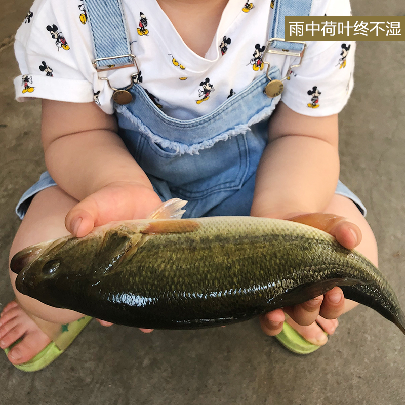 优质鲈鱼苗十公分加州黑鲈淡水水花桂鱼苗军鱼苗罗非鱼苗黄骨鱼苗 - 图3