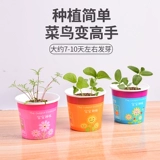 Комнатные посадки, выращенные вручную небольшие семена растений в горшках, гидропоника, студенческие призы, подарки для детского сада