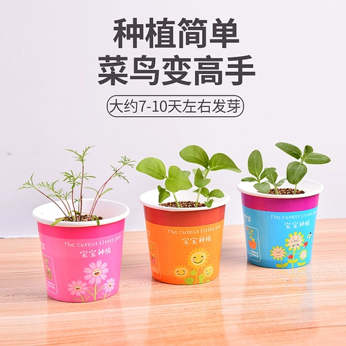 Комнатные посадки, выращенные вручную небольшие семена растений в горшках, гидропоника, студенческие призы, подарки для детского сада