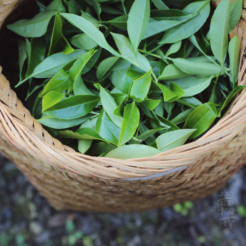 昔物所漳平水仙茶2024年春茶水仙茶叶8饼漳州乌龙茶饼兰花香-图2