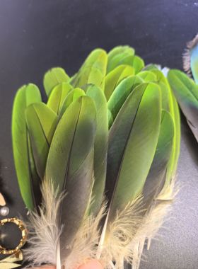 点翠羽毛真鹦鹉合法养殖稀有品种自然色DIY材料高端定制永不褪色