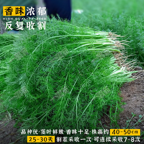割茬小茴香种子 小茴香菜种籽茴香籽盆栽回香苗庭院阳台蔬菜种植 - 图0