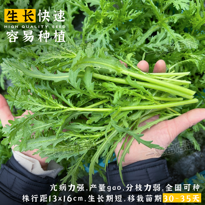 四季小叶茼蒿菜种籽大叶茼蒿菜籽种皇帝菜茼蒿种子青菜蔬菜菜种孑-图1