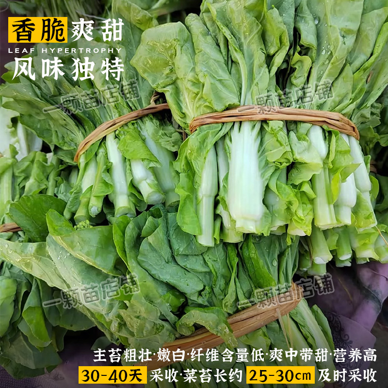 早熟奶油白菜苔种籽湖北本地嫩菜心甜菜苔种子农家春季四季蔬菜孑-图1