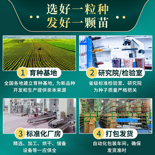 割茬小茴香种子 小茴香菜种籽茴香籽盆栽回香苗庭院阳台蔬菜种植 - 图2