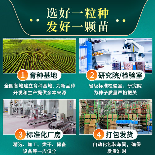 秋季南京矮脚黄菜籽蔬菜籽青菜种籽大全小白菜种子奶白菜种孑阳台 - 图2