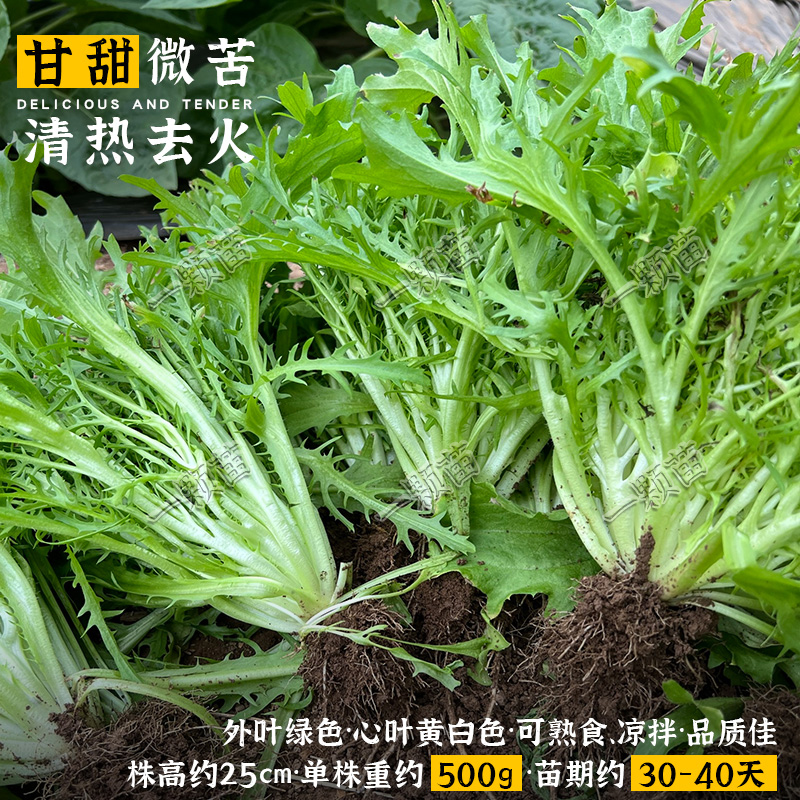 夏季细叶苦菊菜种籽孑野生苦菜籽种苦苣生菜蔬菜沙拉黄心苦菊种子 - 图1