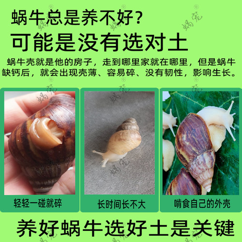 蜗牛钙土钙沙爬虫爬宠白玉蜗牛饲养土营养土养殖土椰土沙土孵化土 - 图3