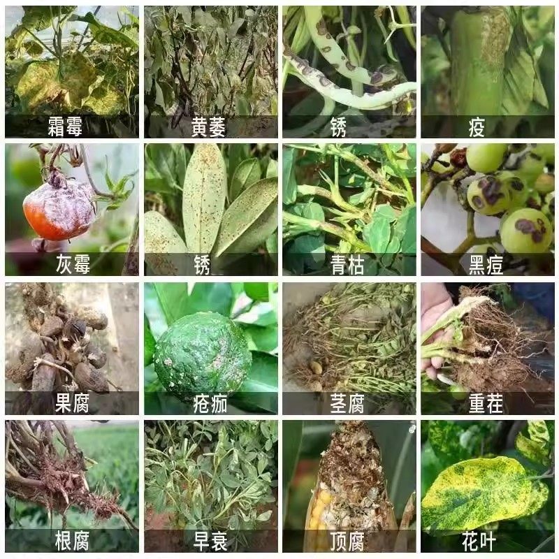 正品菜地除虫施撒型清病菌颗粒防虫害瓜果蔬菜大田通用型驱虫病害,淘宝优惠券,粉丝福利购,淘宝优惠卷