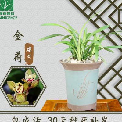 建兰【金荷】（花期：6月-11月）荷瓣浓香兰花苗室内花卉绿植盆栽