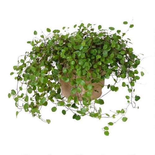 千叶垂吊兰BB草常绿室内外好养花卉绿植盆栽办公桌面简约治愈可爱 - 图3