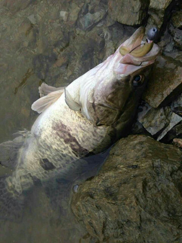 ZERG虫族T尾鱼Bait fish2寸~3寸路亚软饵软虫小T尾鱼鳜鱼鲈鱼翘 - 图0