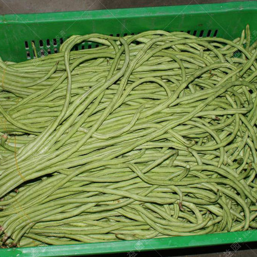 张唐王豇豆种子特长豆角架豆菜豆绿白条 春播夏秋四季豆蔬菜高产 - 图2