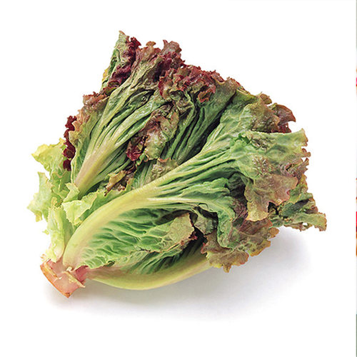 汉堡意大利生菜种子紫叶生吃脆阳台盆栽春四季秋冬耐寒耐热蔬菜籽 - 图3