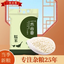 One grain and five regular sticky rice 5 catty glutinous rice 5 catty grain cereals Tohoku Glutinous Rice Balls Rice glutinous rice Eight precious rice Eight precious rice porridge raw material