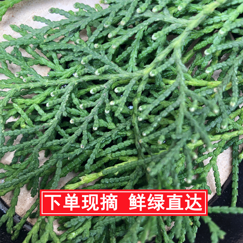 新鲜侧柏叶松柏野生发侧伯树叶扁柏洗发养护发装饰中药洗发水材料-图0