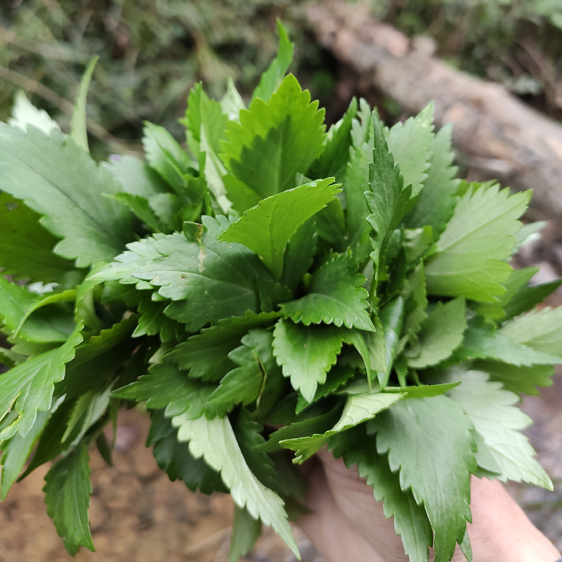 新鲜苦菜福建客家新鲜手工苦抓野菜农家野生苦斋婆败酱草包邮 - 图1