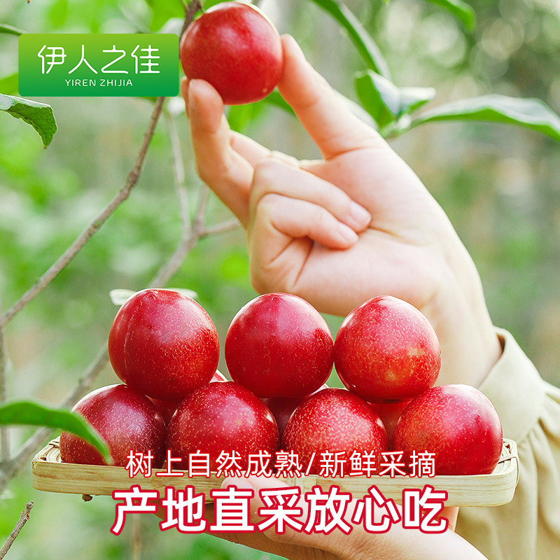 智利进口樱桃李5斤新鲜水果当季整箱包邮孕妇高端水果甜樱桃李子