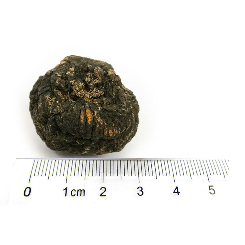 中号丽江黑玛卡果250g(20只内)干果 滇域茗草玛咖干