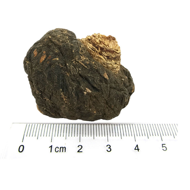 大号丽江黑玛卡果250g(10只内)干果 滇域茗草玛咖干