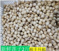 Non-through core fresh lotus seeds to cook porridge saucepan soup Shunfeng