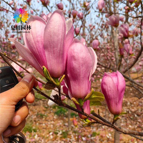 紫玉兰树苗红玉兰花苗盆栽玉兰花树别墅庭院耐寒大型风景树白玉兰 - 图1