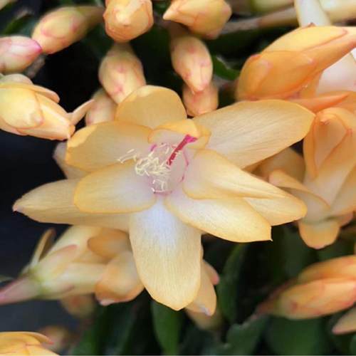【黄金索菲亚】进口蟹爪兰阳台四季多肉绿植开花花卉盆栽室内嫁接 - 图2