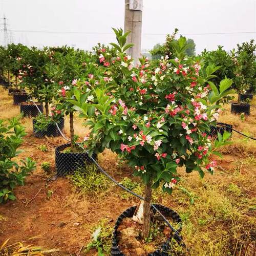 五彩锦带花树苗庭院种植锦带花苗室内盆栽大型庭院绿化苗木 - 图0