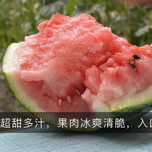 中科冰糖麒麟西瓜种子8424懒汉甜王红玉西瓜种籽春四季蔬菜种孑苗 - 图2