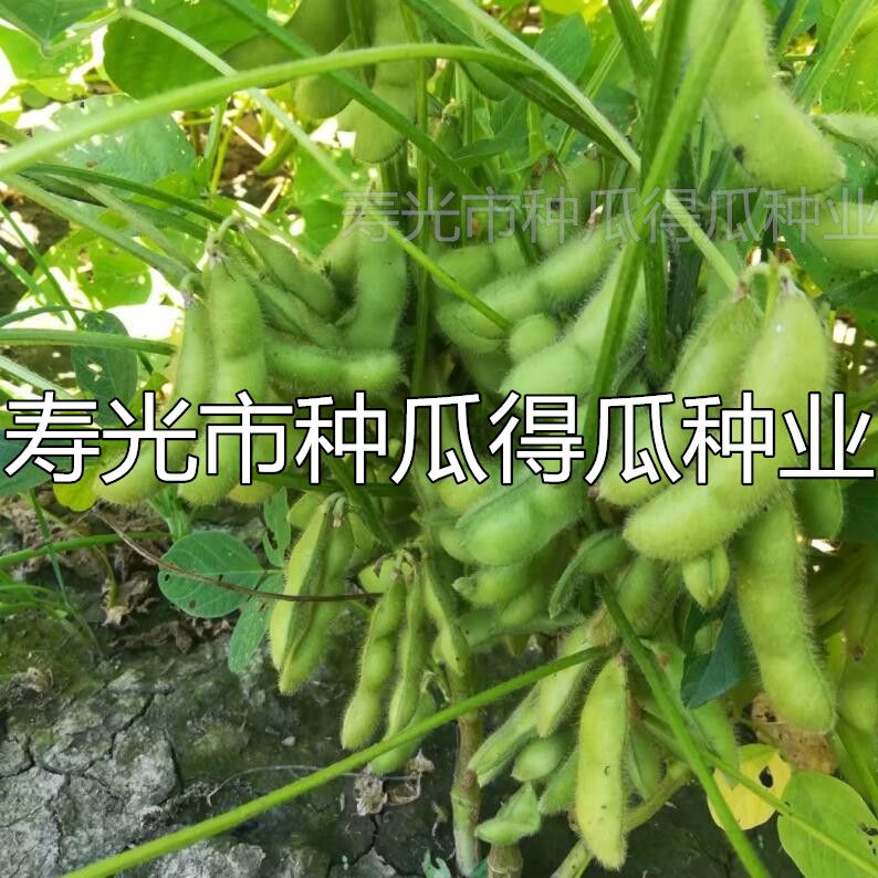 鲜食大粒毛豆种子早熟高产青豆黄豆菜豆地豆种籽春四季蔬菜种孑苗 - 图0