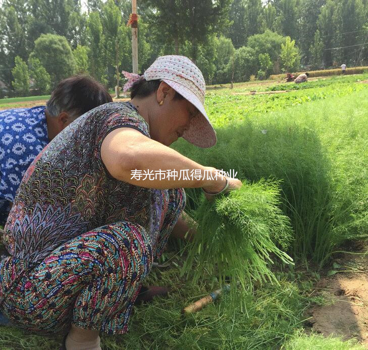 割茬小茴香种子种籽春秋冬四季阳台盆栽青菜叶菜香菜蔬菜种孑苗秧-图0