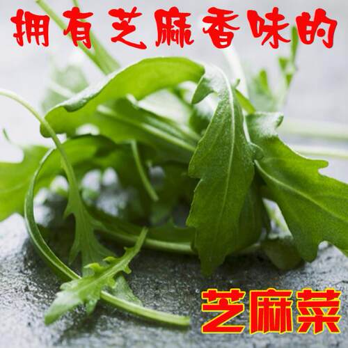 意大利小叶芝麻菜种籽大叶蔬菜种子春夏秋四季蔬菜籽孑阳台盆栽苗 - 图2