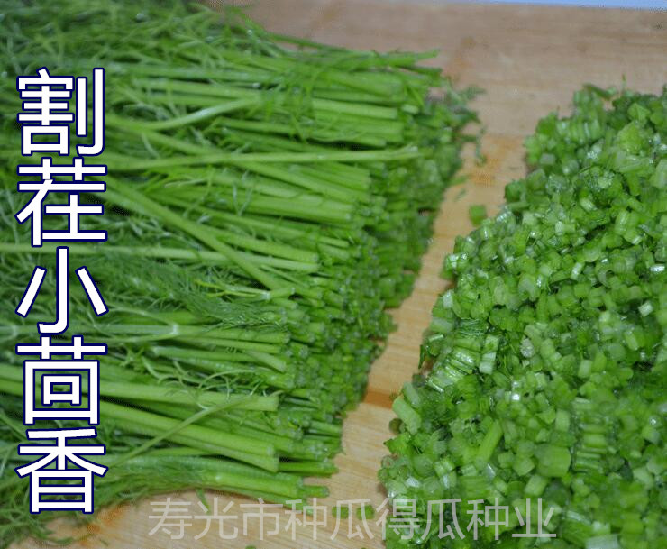 割茬小茴香种子种籽春秋冬四季阳台盆栽青菜叶菜香菜蔬菜种孑苗秧-图1