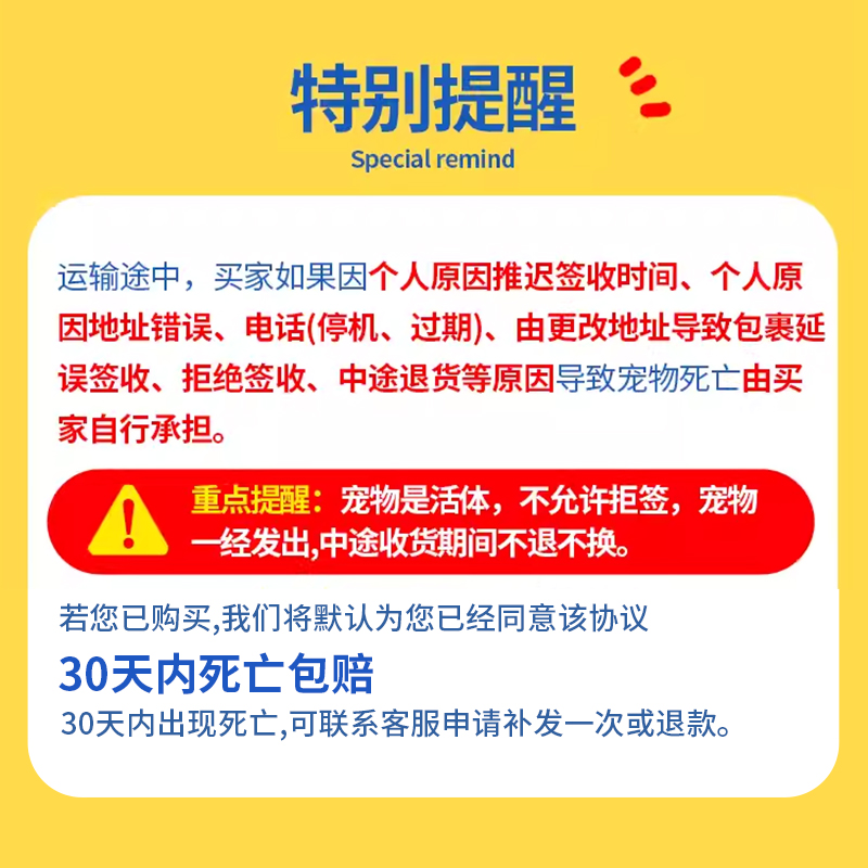 金丝熊活物小仓鼠家养宠物三线布丁长毛熊银狐活体包活苍鼠活仓鼠 - 图1