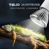 Черепаха задним светильником Uvauvbled Calcium Dablem