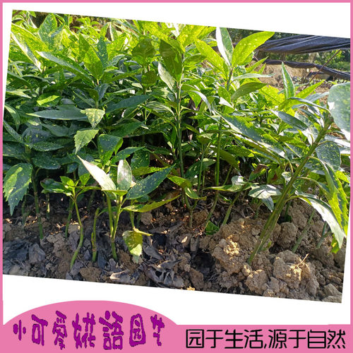 洒金珊瑚庭院绿化苗木洒金珊瑚小苗园林四季常青绿化彩色小苗包邮 - 图3