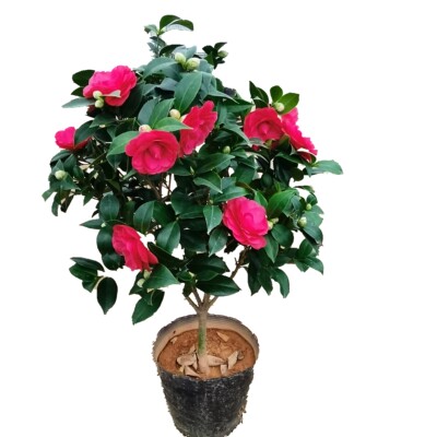 大红赤丹六角大红茶花树苗盆栽苗中国红喜庆室内外四季阳台客厅 虎窝淘