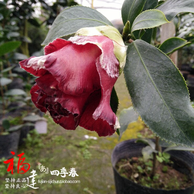 苞山云茶:峨眉黑苞山深处的老川茶味道与私房茶之道